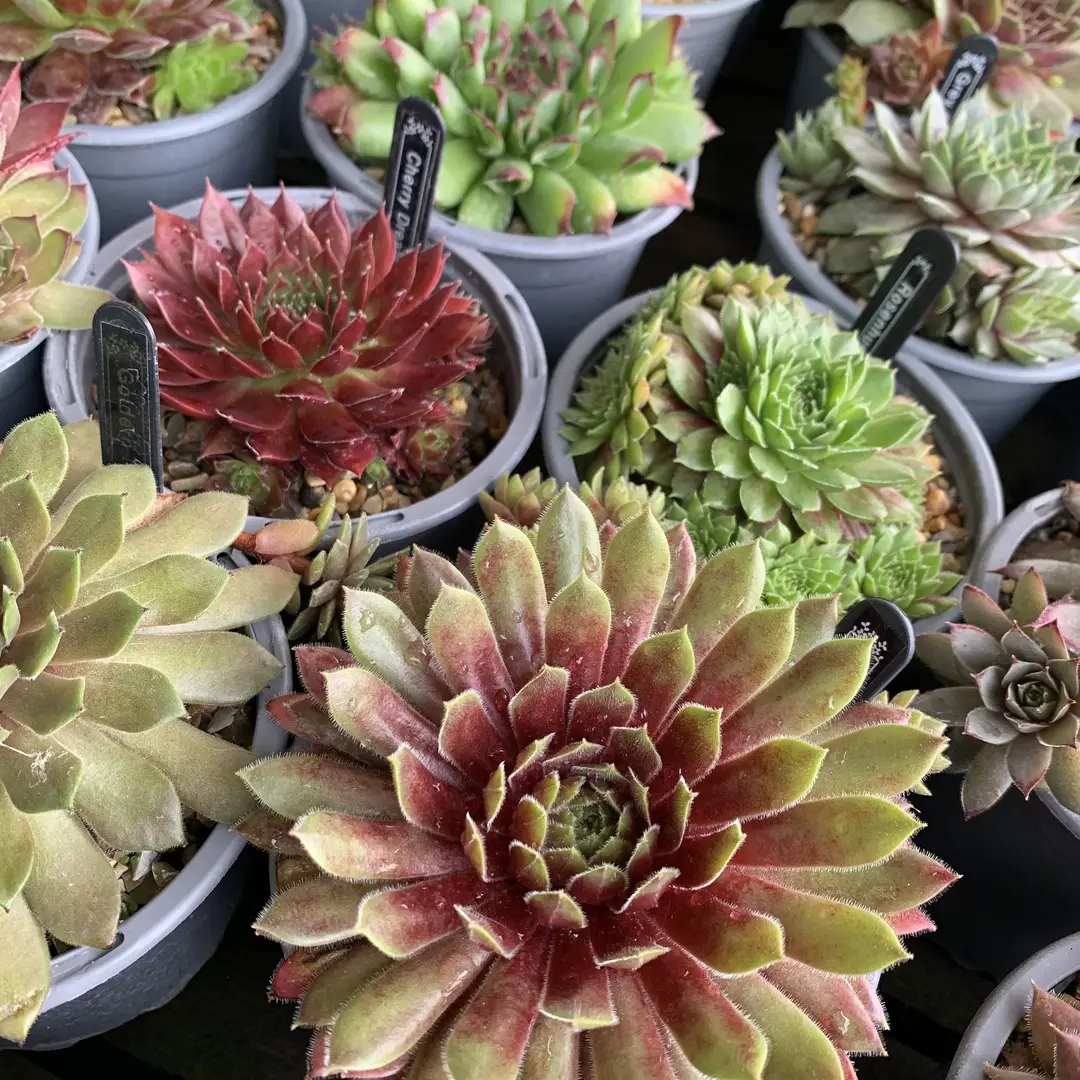 Potted succulent plants on a market plant stall